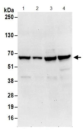 Western blot - Anti-MTPAP antibody (AB156684)