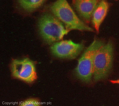 Immunocytochemistry/ Immunofluorescence - Anti-MTR antibody (AB66039)