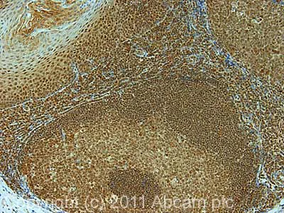Immunohistochemistry (Formalin/PFA-fixed paraffin-embedded sections) - Anti-MTR4 antibody (AB70551)