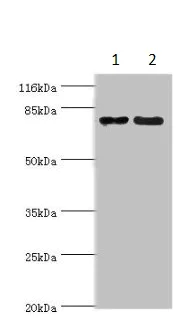 Western blot - Anti-MTRR/MSR antibody (AB235354)
