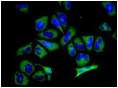 Immunocytochemistry/ Immunofluorescence - Anti-MTRR/MSR antibody [EPR8349] - BSA and Azide free (AB248318)