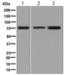 Western blot - Anti-MTRR/MSR antibody [EPR8349] - BSA and Azide free (AB248318)