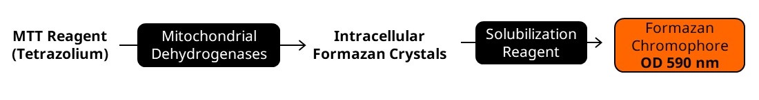 Biochemical assay - MTT Assay Kit (Cell Proliferation) (AB211091), expandable thumbnail