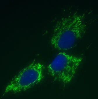 Immunocytochemistry/ Immunofluorescence - Anti-mtTFA antibody [18G102B2E11] - Mitochondrial Marker (AB119684)