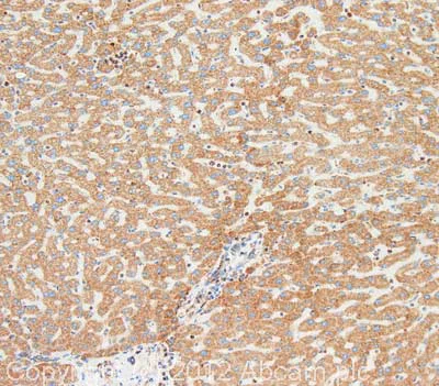 Anti-mtTFA antibody [18G102B2E11] Mouse monoclonal (ab119684) | Abcam