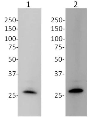 Western blot - Anti-mtTFA antibody [18G102B2E11] - Mitochondrial Marker (AB119684)
