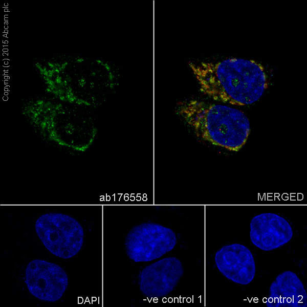 Immunocytochemistry/ Immunofluorescence - Anti-mtTFA antibody [EPR12285] - BSA and Azide free (AB240958), expandable thumbnail
