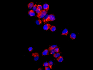 Immunocytochemistry/ Immunofluorescence - Anti-mtTFA antibody [EPR12285] - BSA and Azide free (ab240958), expandable thumbnail