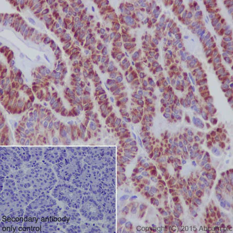 Immunohistochemistry (Formalin/PFA-fixed paraffin-embedded sections) - Anti-mtTFA antibody [EPR12285] - BSA and Azide free (AB240958)