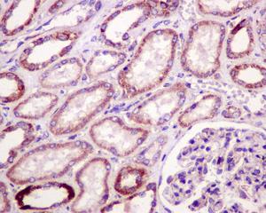 Immunohistochemistry (Formalin/PFA-fixed paraffin-embedded sections) - Anti-mtTFA antibody [EPR12285] - BSA and Azide free (AB240958), expandable thumbnail