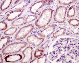 Immunohistochemistry (Formalin/PFA-fixed paraffin-embedded sections) - Anti-mtTFA antibody [EPR12285] - BSA and Azide free (AB240958)