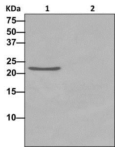 Immunoprecipitation - Anti-mtTFA antibody [EPR12285] - BSA and Azide free (AB240958), expandable thumbnail