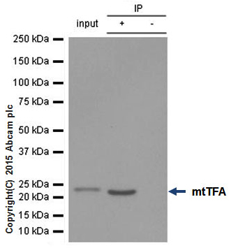 Immunoprecipitation - Anti-mtTFA antibody [EPR12285] - Mitochondrial Marker (AB176558), expandable thumbnail