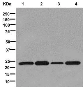 Western blot - Anti-mtTFA antibody [EPR12285] - Mitochondrial Marker (AB176558)