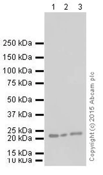 Western blot - Anti-mtTFA antibody [EPR12285] - Mitochondrial Marker (AB176558)
