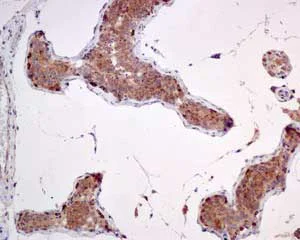 Immunohistochemistry (Formalin/PFA-fixed paraffin-embedded sections) - Anti-mtTFA antibody [EPR12286] - BSA and Azide free (AB244237)