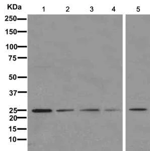 Western blot - Anti-mtTFA antibody [EPR12286] - BSA and Azide free (AB244237)