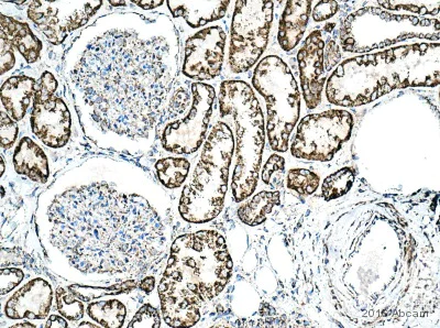 Immunohistochemistry (Formalin/PFA-fixed paraffin-embedded sections) - Anti-mtTFA antibody [EPR12286] - Mitochondrial Marker (AB171951)
