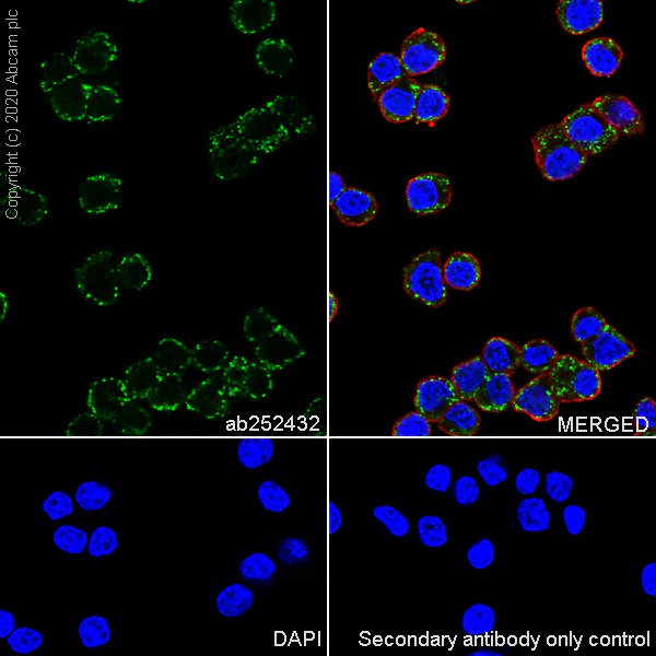 Immunocytochemistry/ Immunofluorescence - Anti-mtTFA antibody [EPR23548-120] - BSA and Azide free (AB273508)