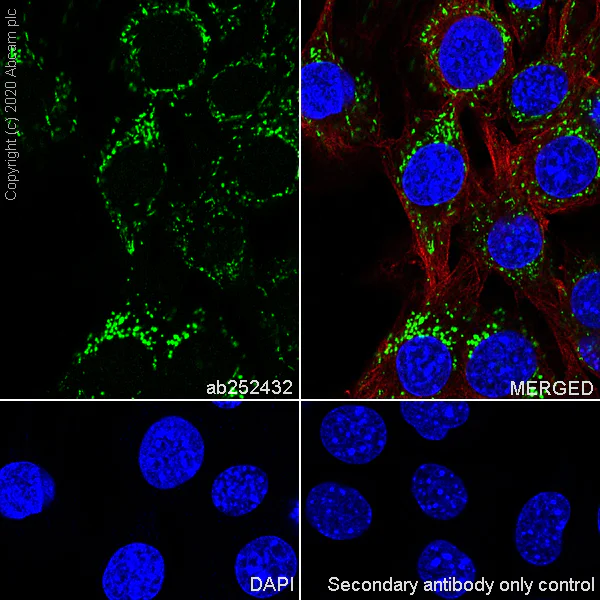 Immunocytochemistry/ Immunofluorescence - Anti-mtTFA antibody [EPR23548-120] - BSA and Azide free (AB273508)