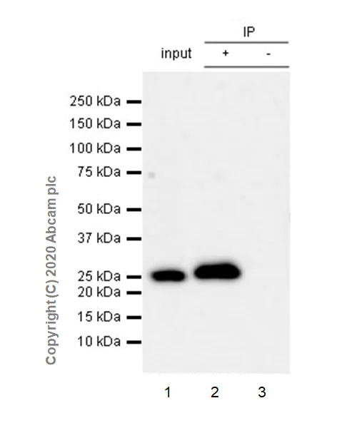 Immunoprecipitation - Anti-mtTFA antibody [EPR23548-120] - BSA and Azide free (AB273508)
