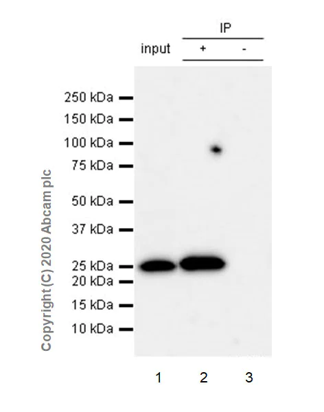 Immunoprecipitation - Anti-mtTFA antibody [EPR23548-120] - BSA and Azide free (AB273508)