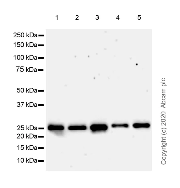 Western blot - Anti-mtTFA antibody [EPR23548-120] - Mitochondrial Marker (AB252432)