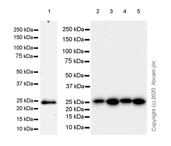 Western blot - Anti-mtTFA antibody [EPR23548-120] - Mitochondrial Marker (AB252432)