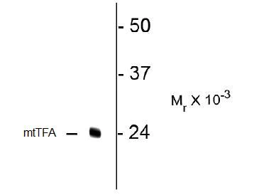Western blot - Anti-mtTFA antibody - Mitochondrial Marker (AB131607)
