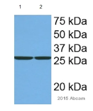 Western blot - Anti-mtTFA antibody - Mitochondrial Marker (AB131607)