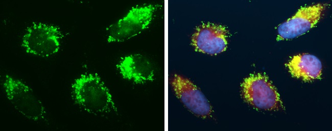 Immunocytochemistry/ Immunofluorescence - Anti-mtTFA antibody - Mitochondrial Marker (AB272885), expandable thumbnail