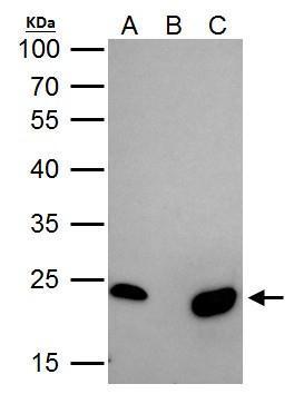 Immunoprecipitation - Anti-mtTFA antibody - Mitochondrial Marker (AB272885), expandable thumbnail
