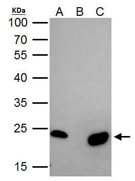 Immunoprecipitation - Anti-mtTFA antibody - Mitochondrial Marker (AB272885)