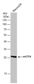 Western blot - Anti-mtTFA antibody - Mitochondrial Marker (AB272885), expandable thumbnail