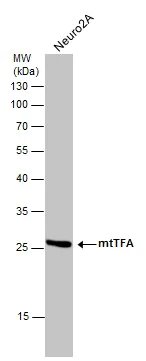 Western blot - Anti-mtTFA antibody - Mitochondrial Marker (AB272885)