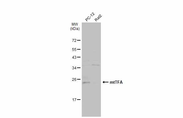 Western blot - Anti-mtTFA antibody - Mitochondrial Marker (ab272885), expandable thumbnail