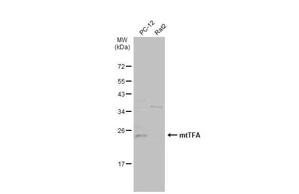Western blot - Anti-mtTFA antibody - Mitochondrial Marker (AB272885)