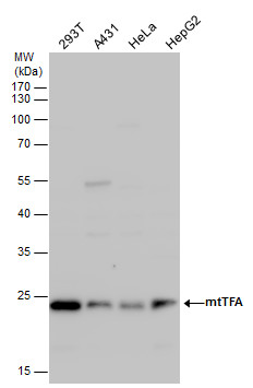 Western blot - Anti-mtTFA antibody - Mitochondrial Marker (AB272885), expandable thumbnail