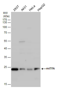 Western blot - Anti-mtTFA antibody - Mitochondrial Marker (AB272885)