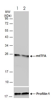 Western blot - Anti-mtTFA antibody - Mitochondrial Marker (ab272885), expandable thumbnail