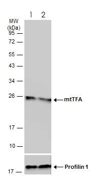 Western blot - Anti-mtTFA antibody - Mitochondrial Marker (AB272885)