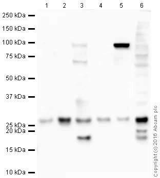 Western blot - Anti-mtTFA antibody - Mitochondrial Marker (AB47517)