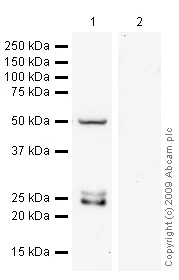 Western blot - Anti-mtTFA antibody - Mitochondrial Marker (AB47517)