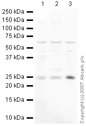 Western blot - Anti-mtTFA antibody - Mitochondrial Marker (AB47517)