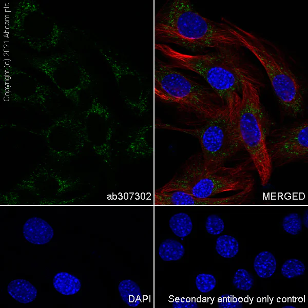 Immunocytochemistry/ Immunofluorescence - Anti-mtTFA antibody [RM1035] - BSA and Azide free (AB307303)