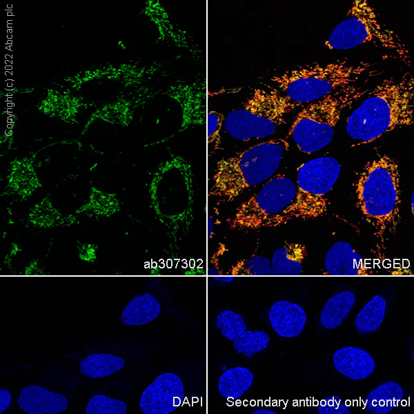 Immunocytochemistry/ Immunofluorescence - Anti-mtTFA antibody [RM1035] - BSA and Azide free (AB307303)