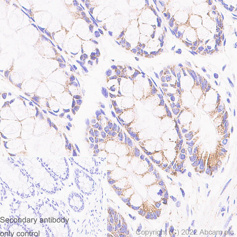 Immunohistochemistry - Anti-mtTFA antibody [RM1035] - BSA and Azide free (AB307303)