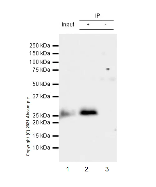 Immunoprecipitation - Anti-mtTFA antibody [RM1035] - BSA and Azide free (AB307303)