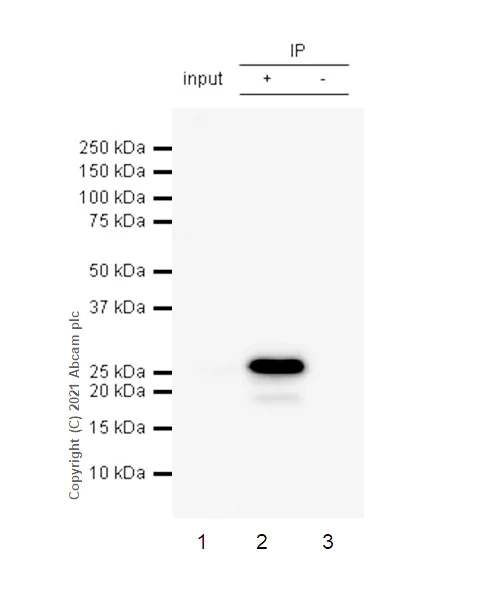 Immunoprecipitation - Anti-mtTFA antibody [RM1035] - BSA and Azide free (AB307303)