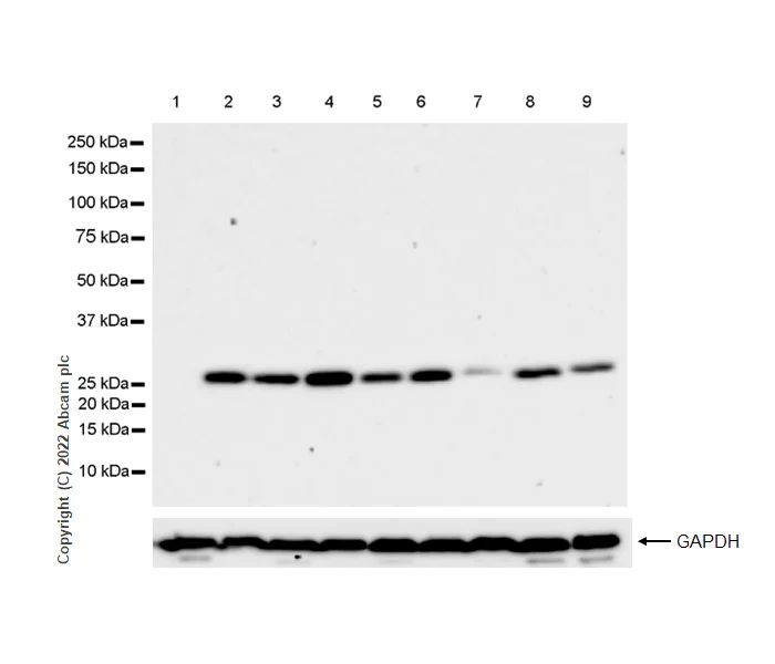 Western blot - Anti-mtTFA antibody [RM1035] - BSA and Azide free (AB307303)